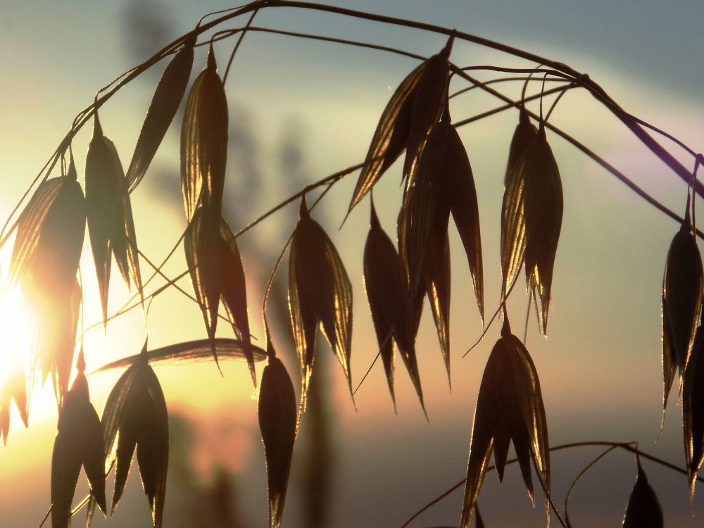 В лучах заходящего солнца
