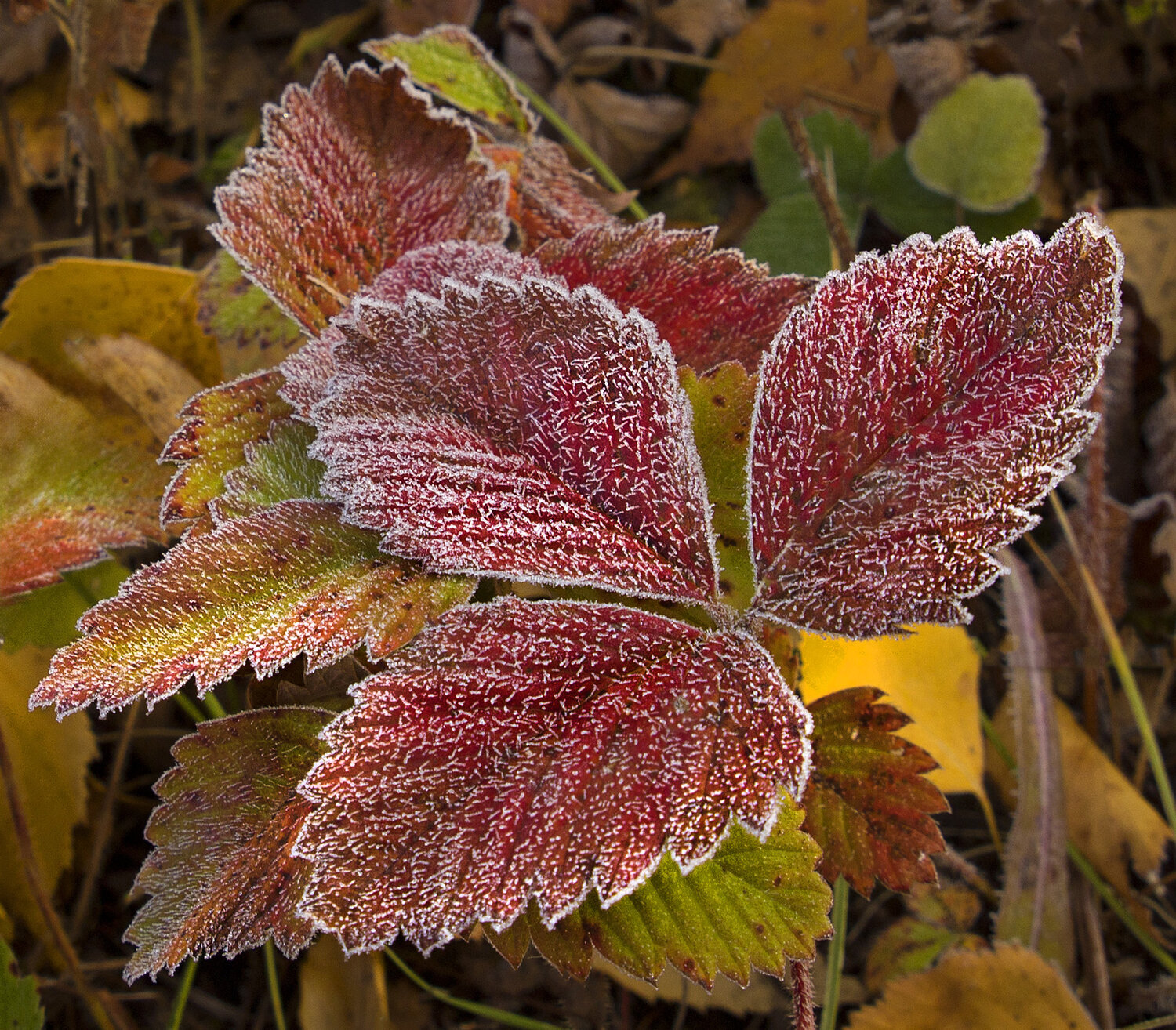 Photo #14150116