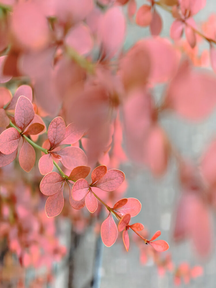 Photograph by Елена Чулюнина