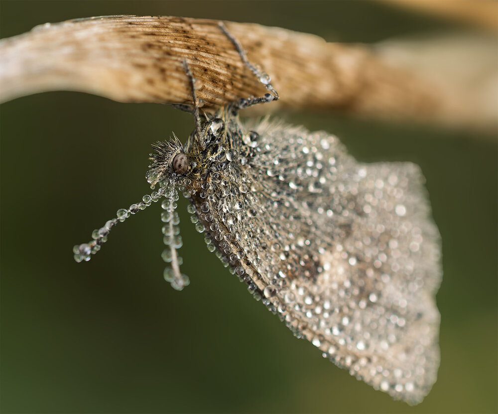 morning dew