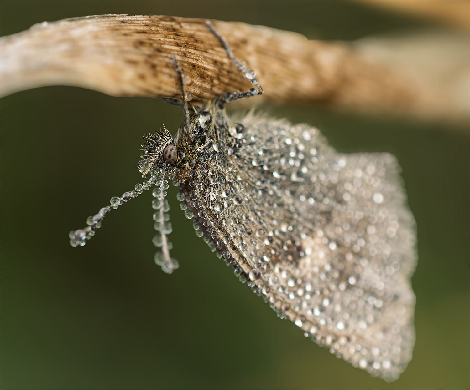 morning dew