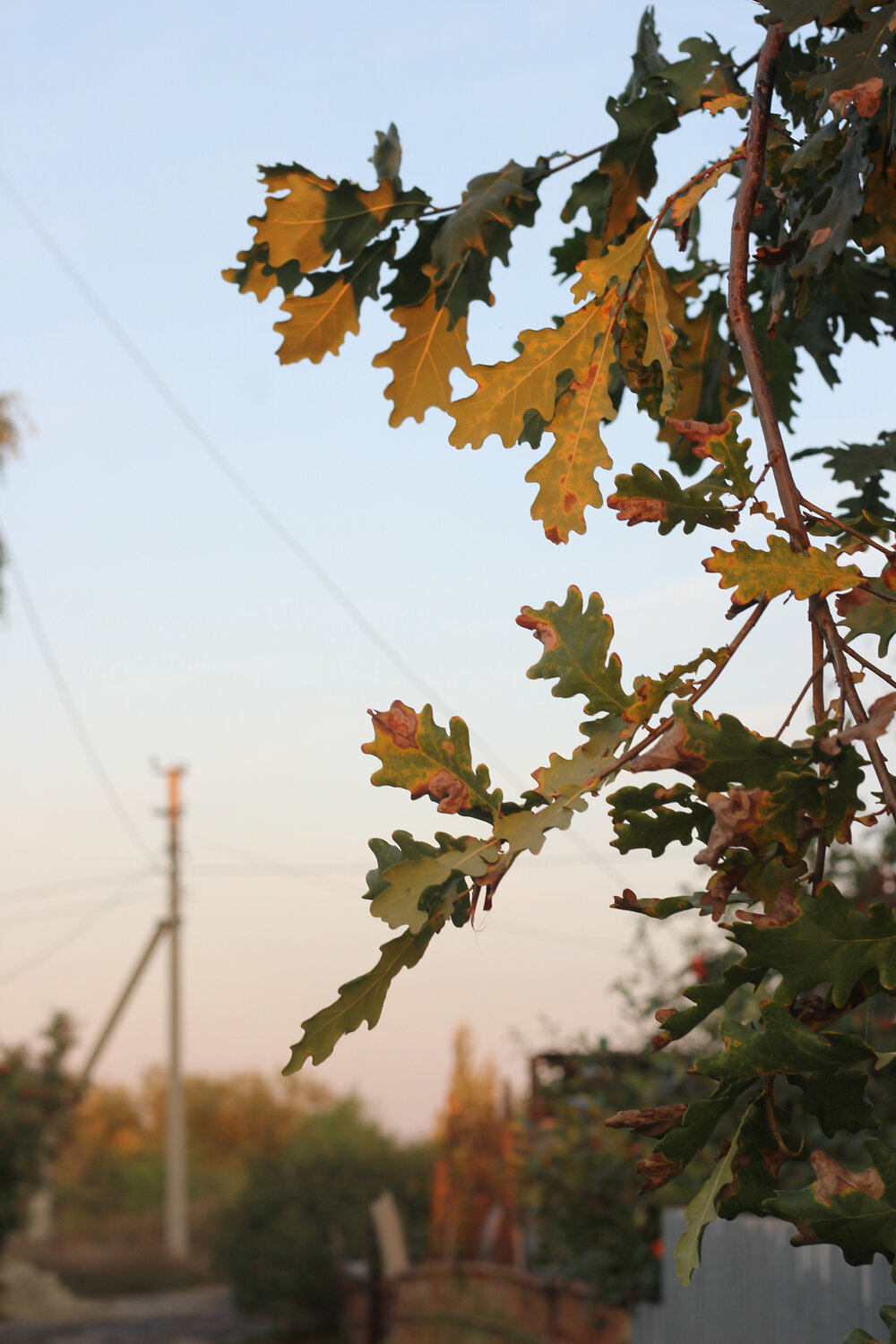 Photo #14150235