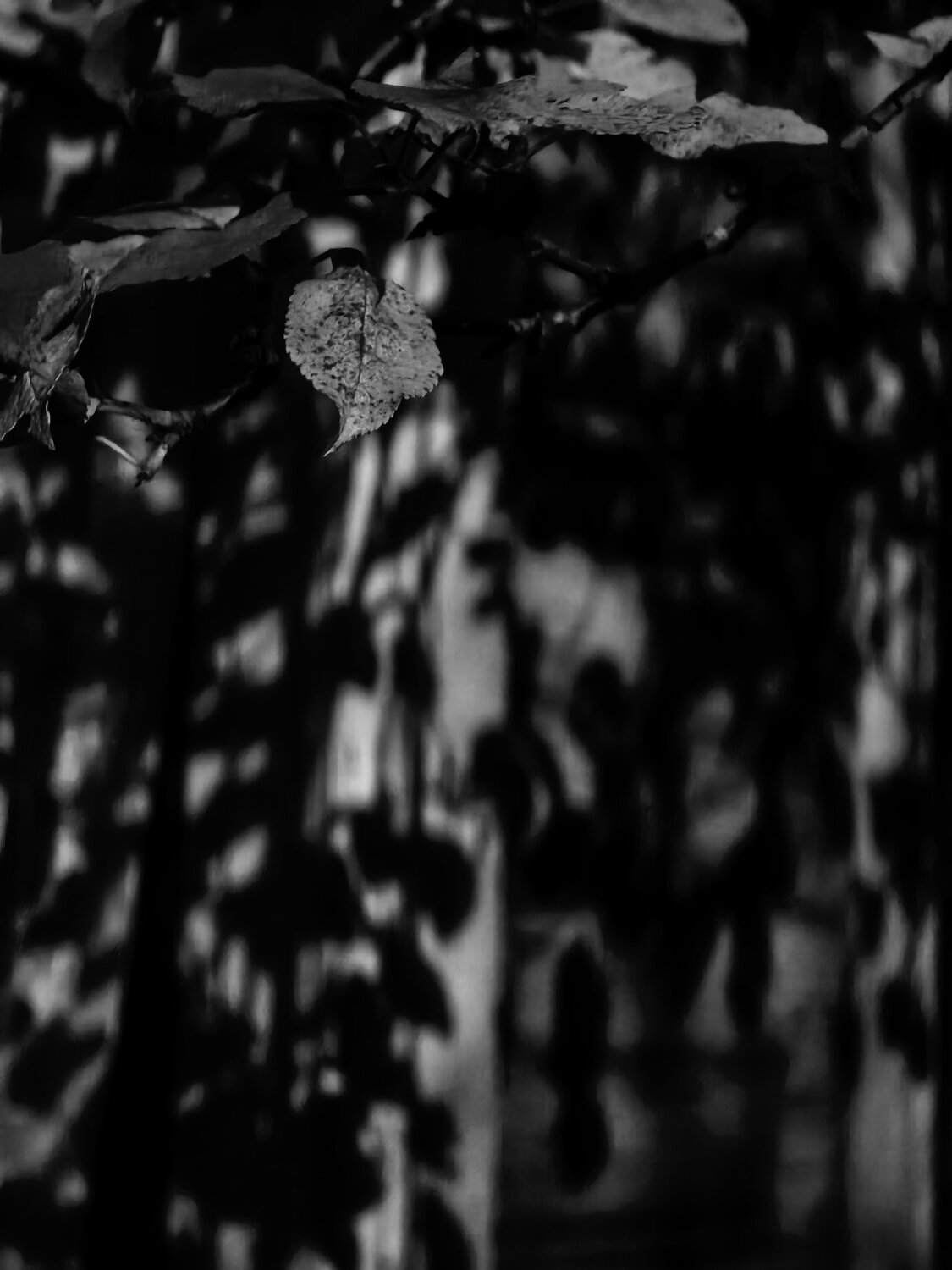 Photo #14150312