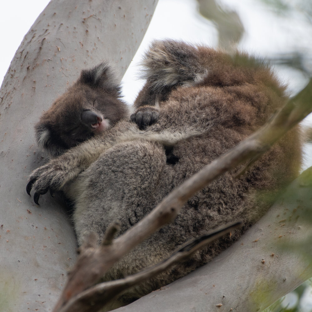 Mum and koala joey sleeping