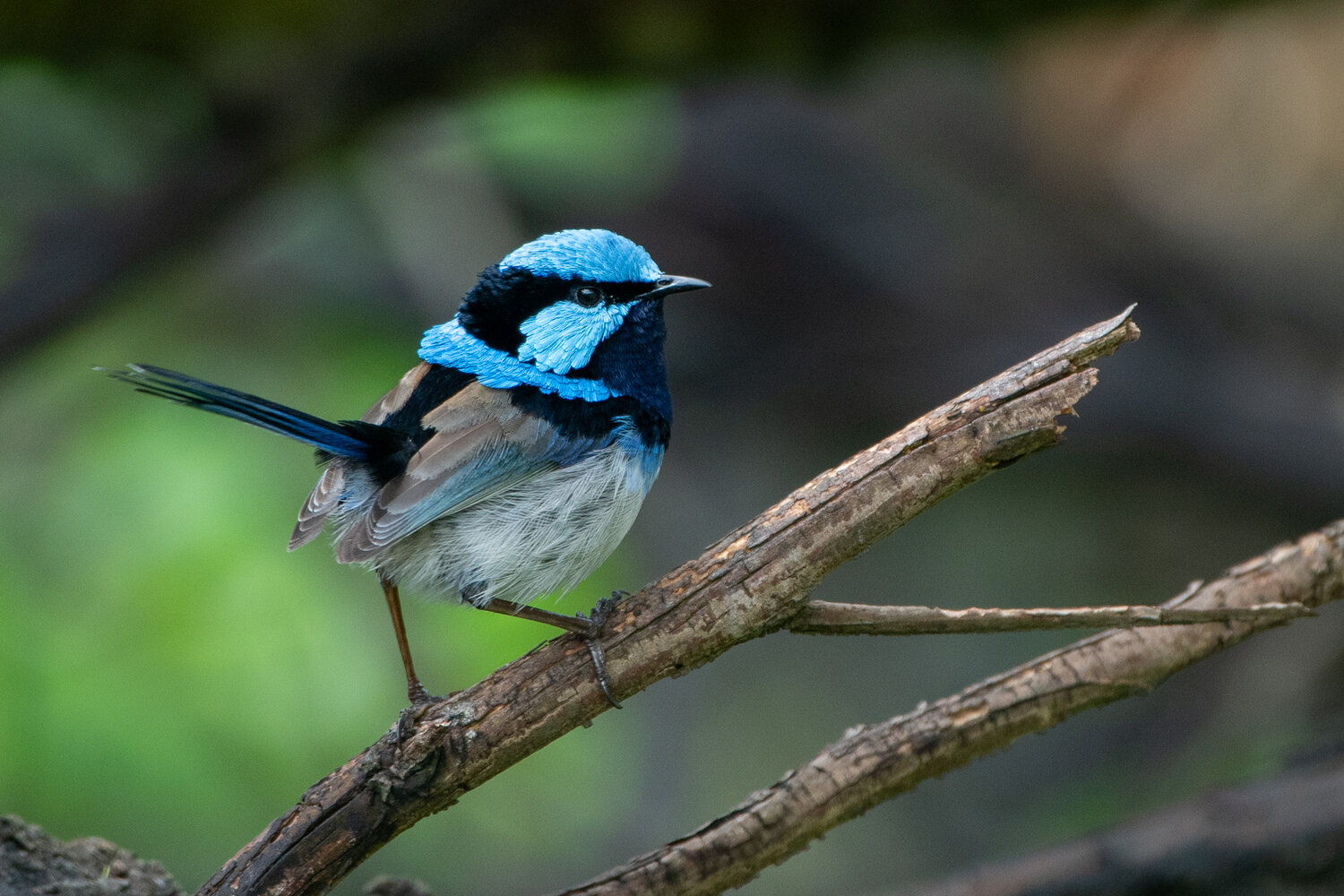 Superb blue fairy wren