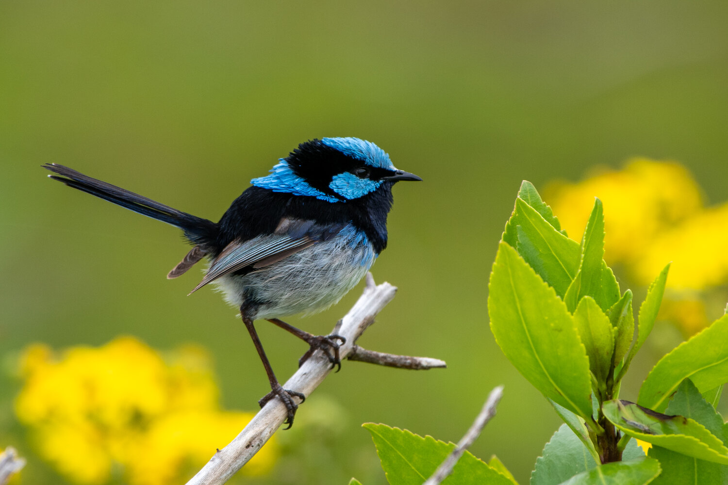Superb blue fairy wren