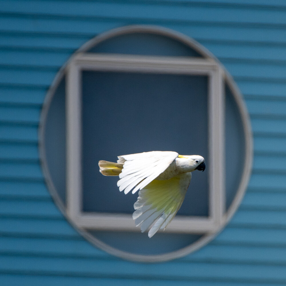 In flight