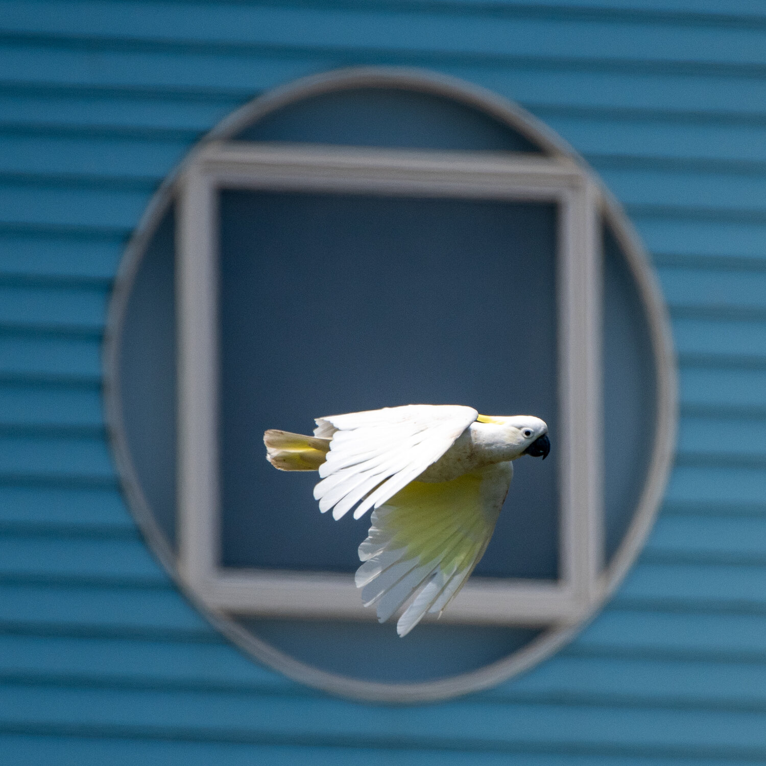In flight