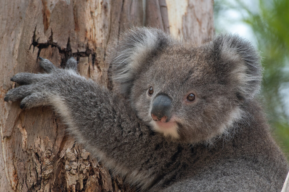 Cute and cuddly