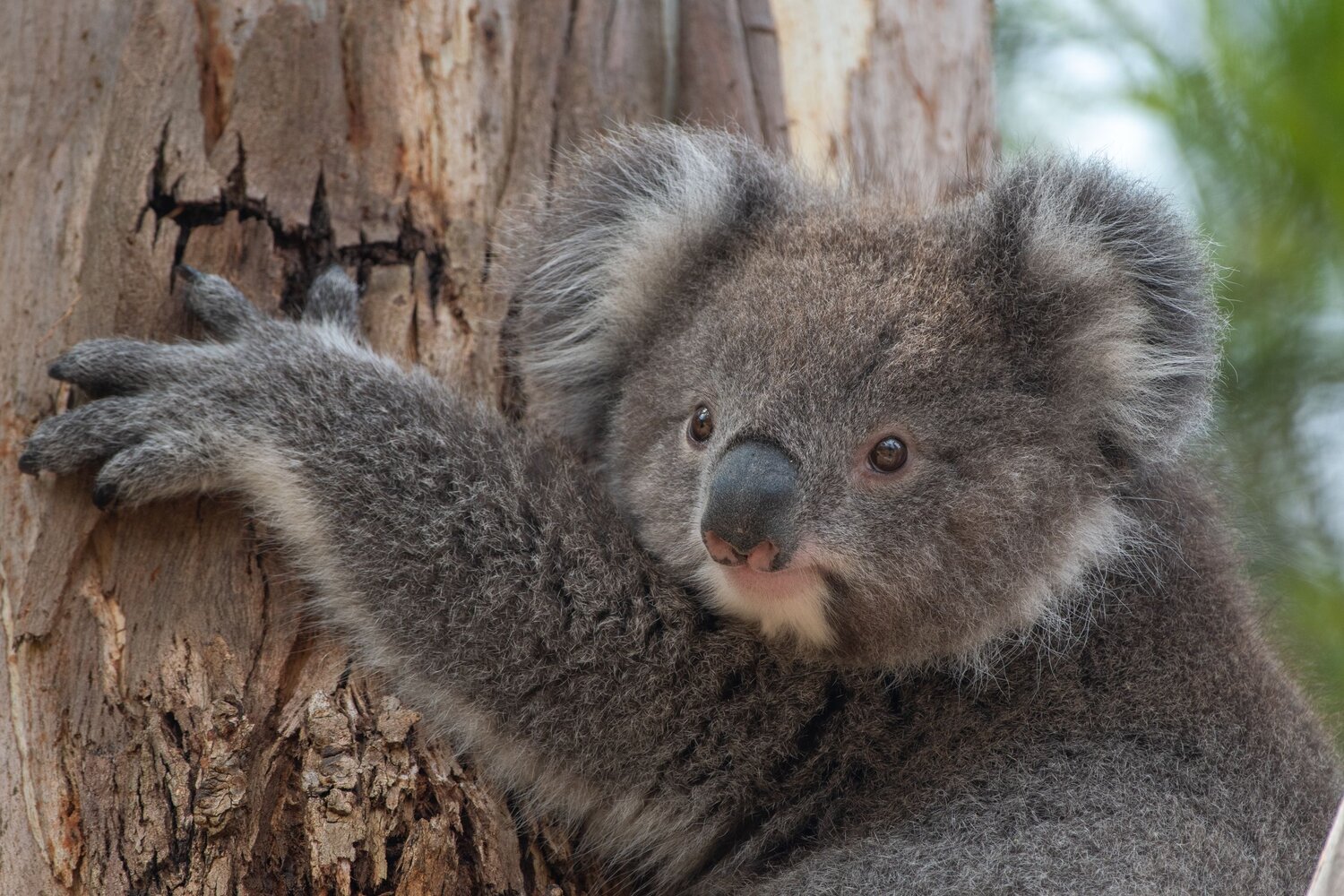 Cute and cuddly