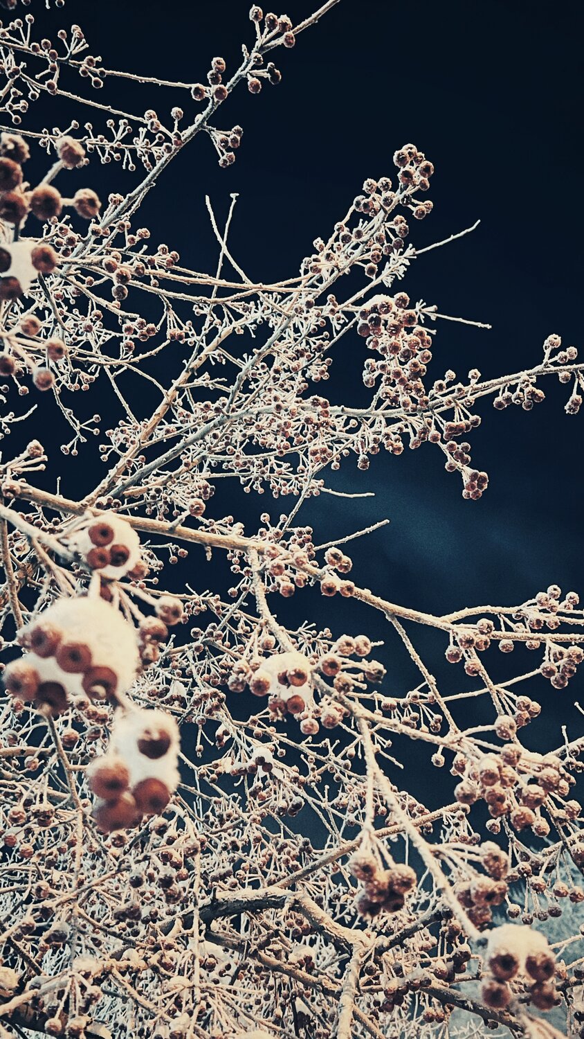 Photo #14153069