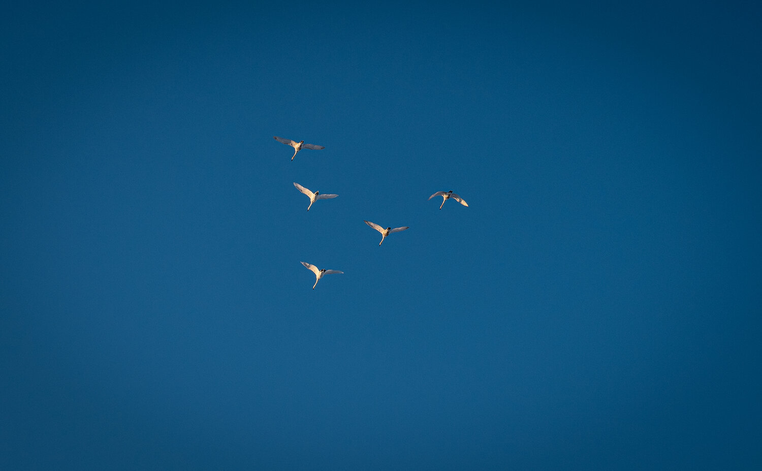 Photo #14153508