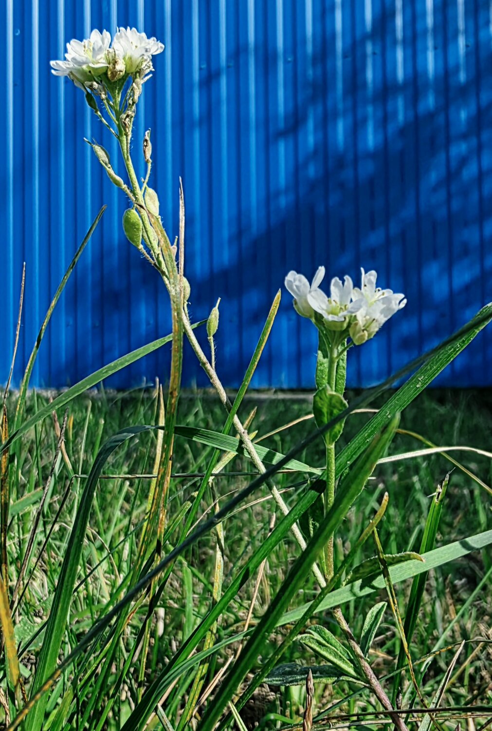 Свежесть/Freshness