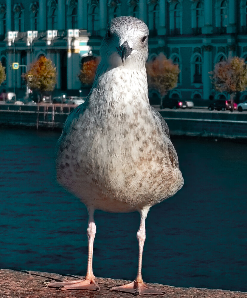 Photograph by Дайана