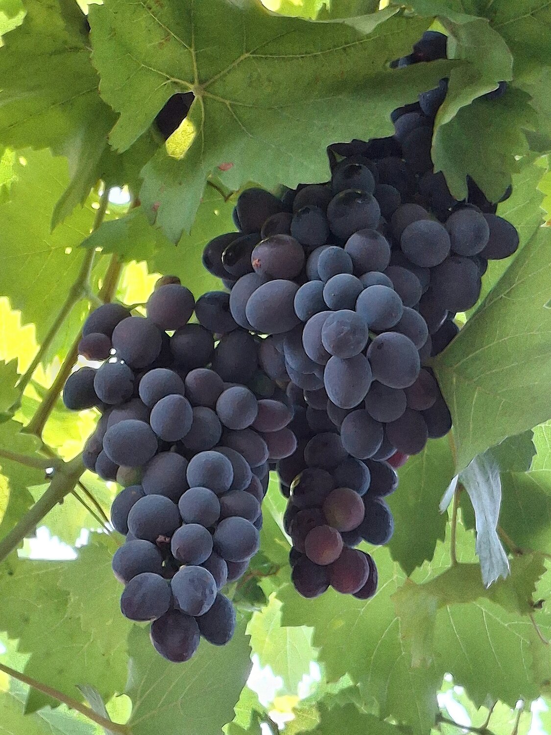 Photo #14154920