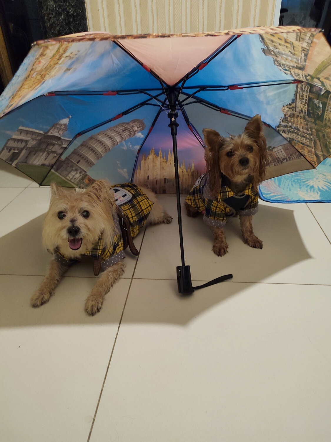 Photo #14155449