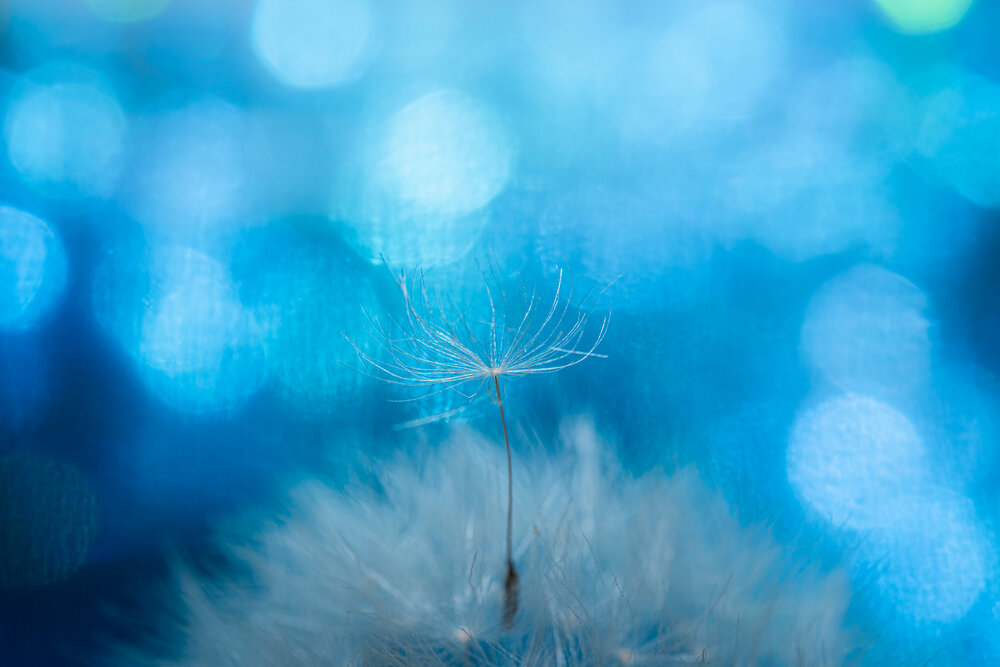 Photograph by KOHAGI