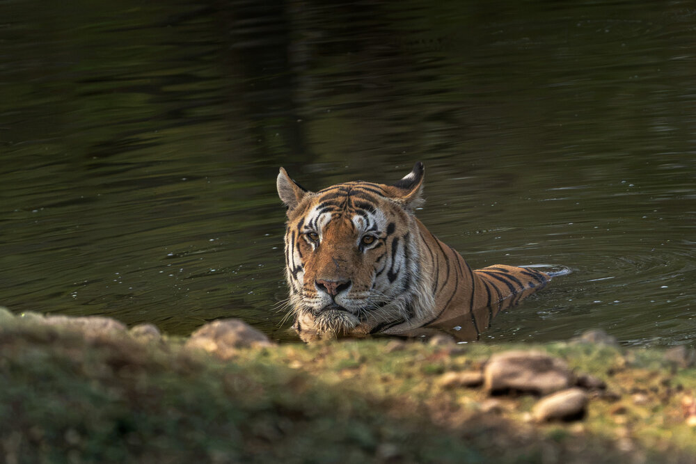 The Hulk of Pench