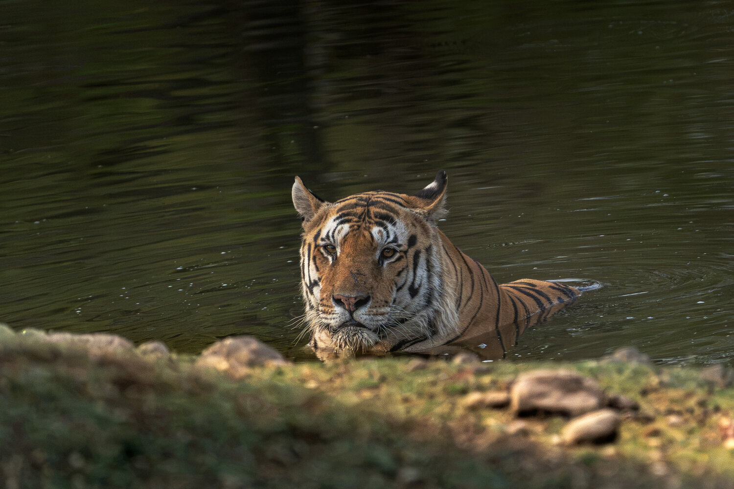 The Hulk of Pench