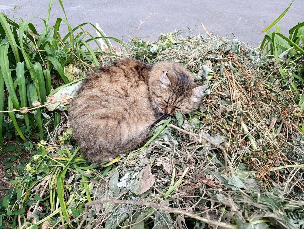 Спящий котик Мурик
