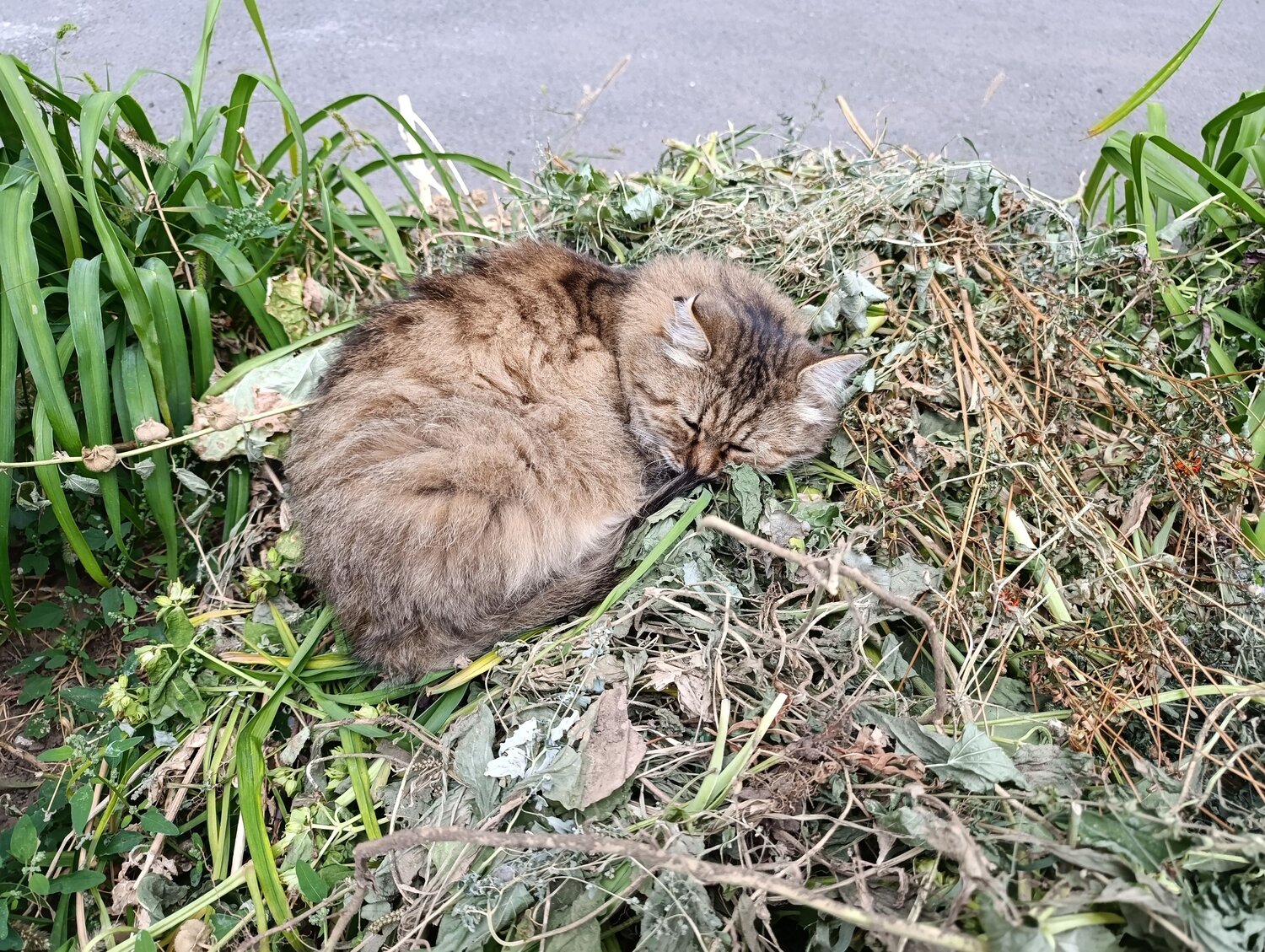 Спящий котик Мурик