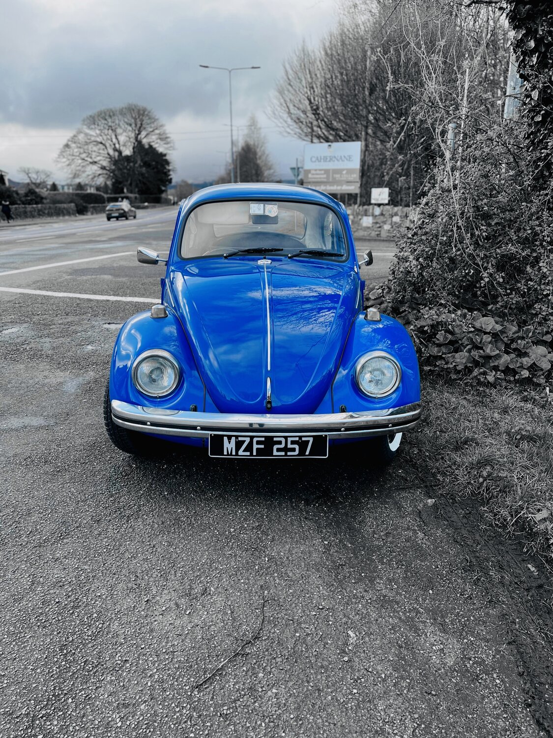 Blue beetle