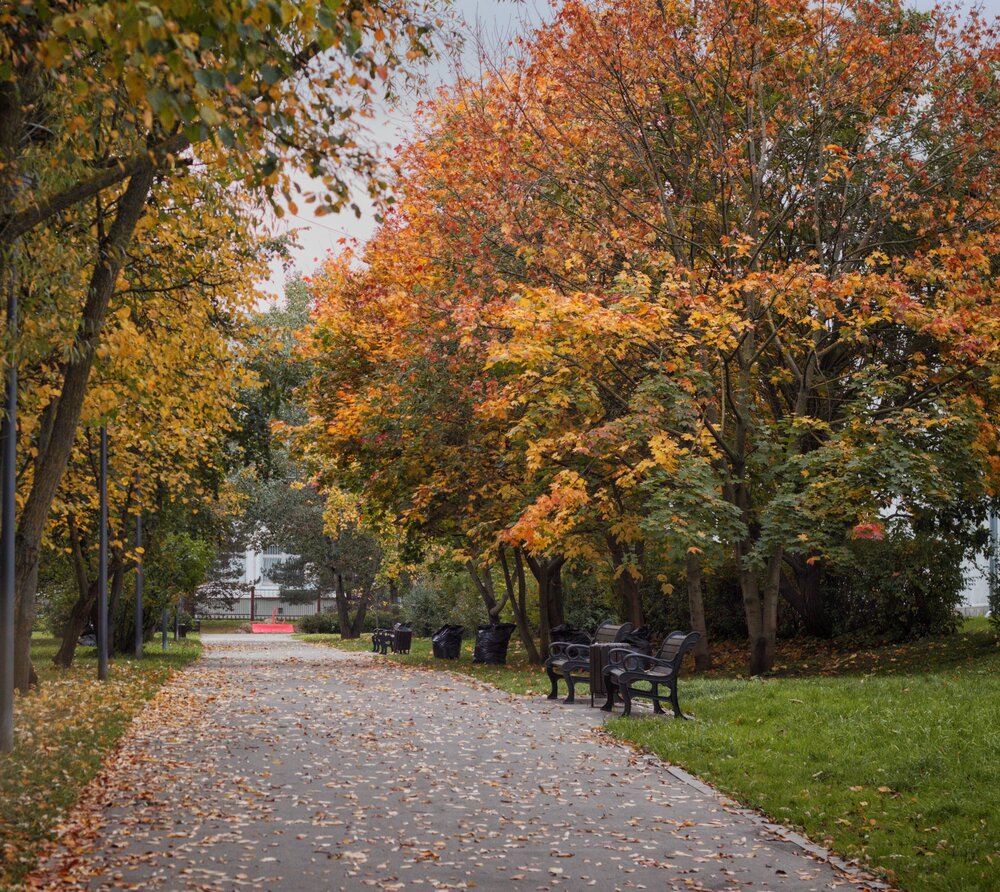 Жёлтая осень