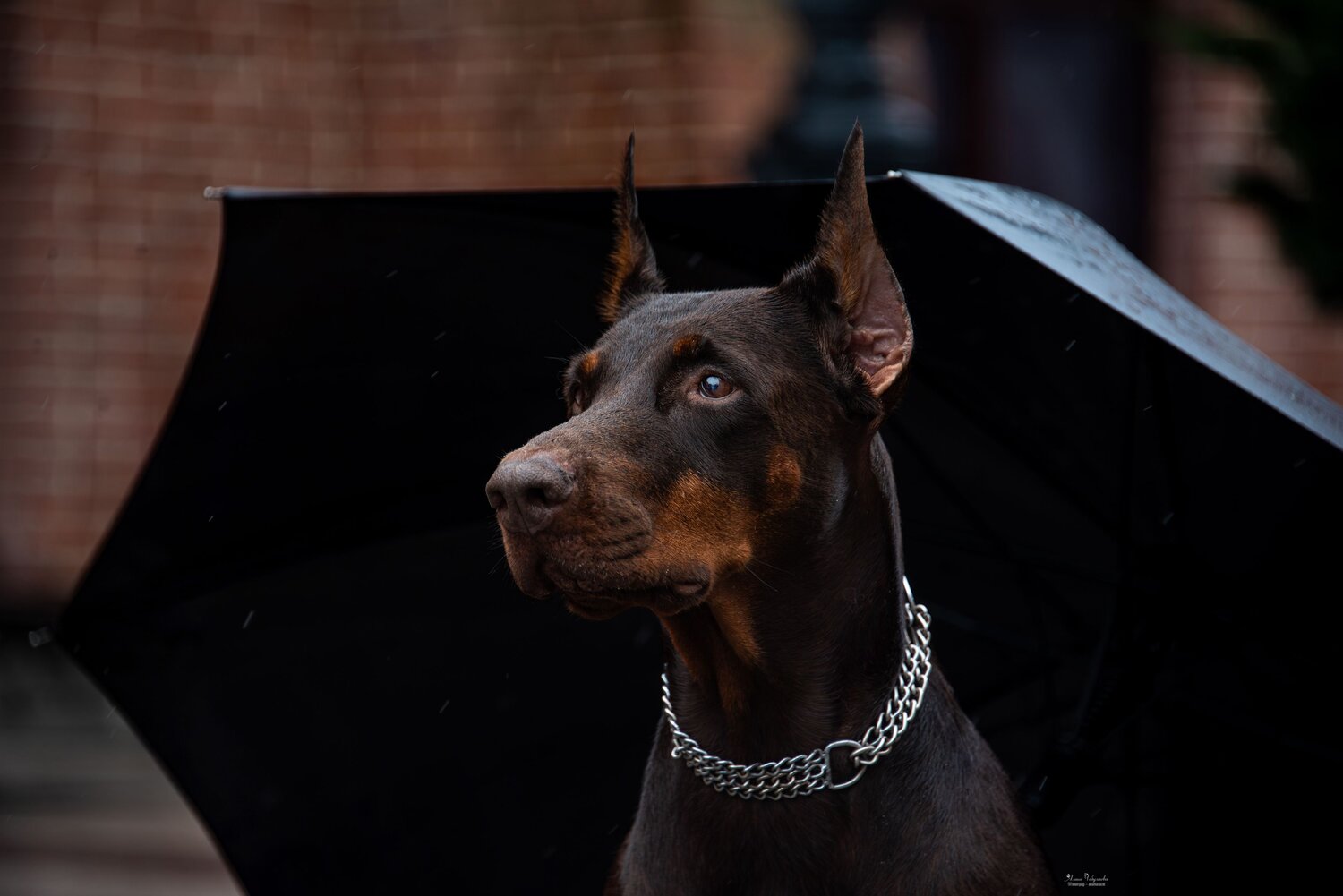Photo #14157469