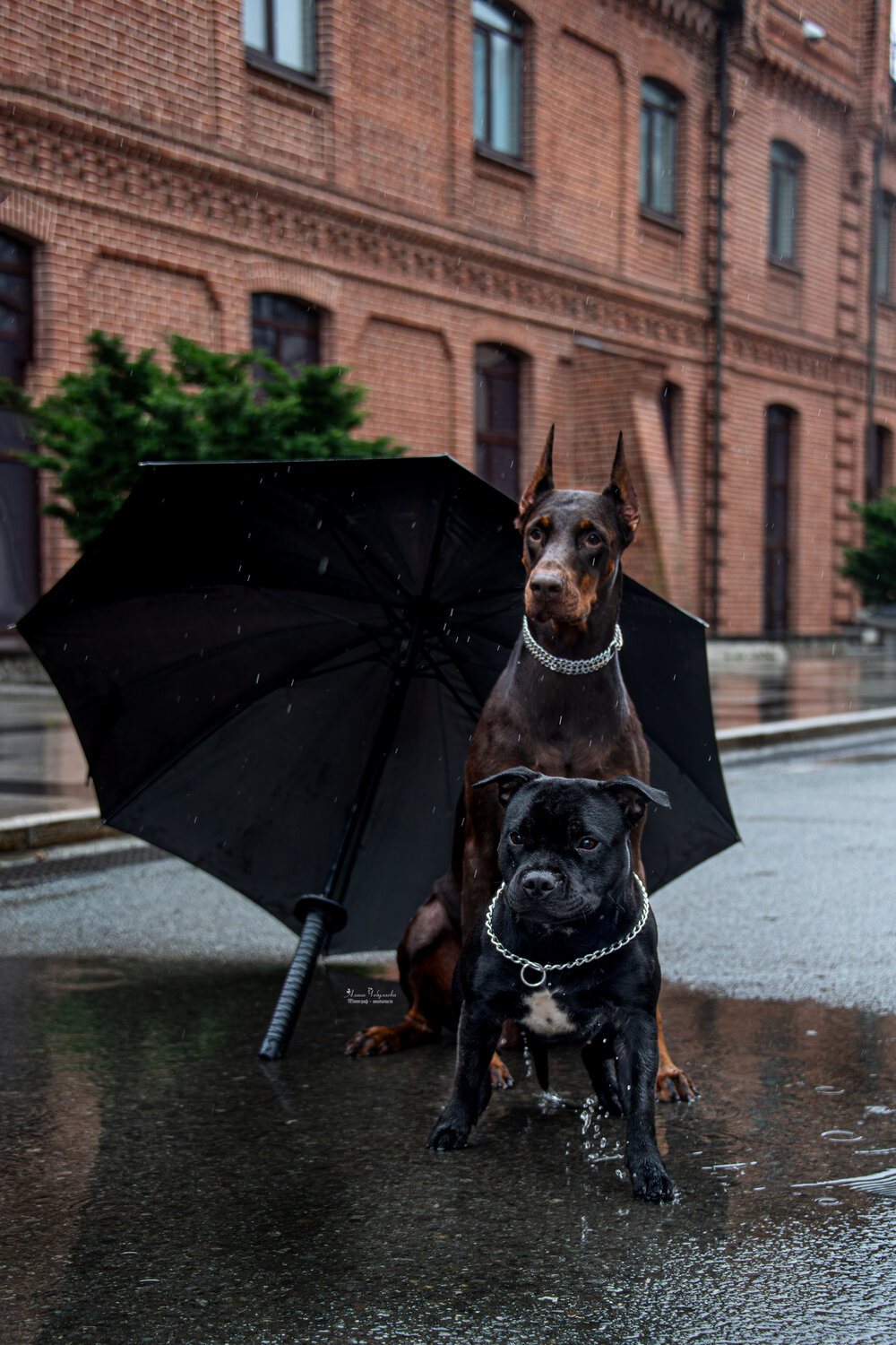 Photo #14157474