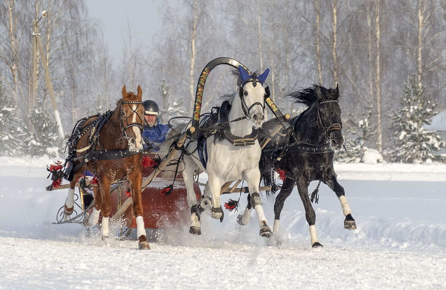 Photo #14157878