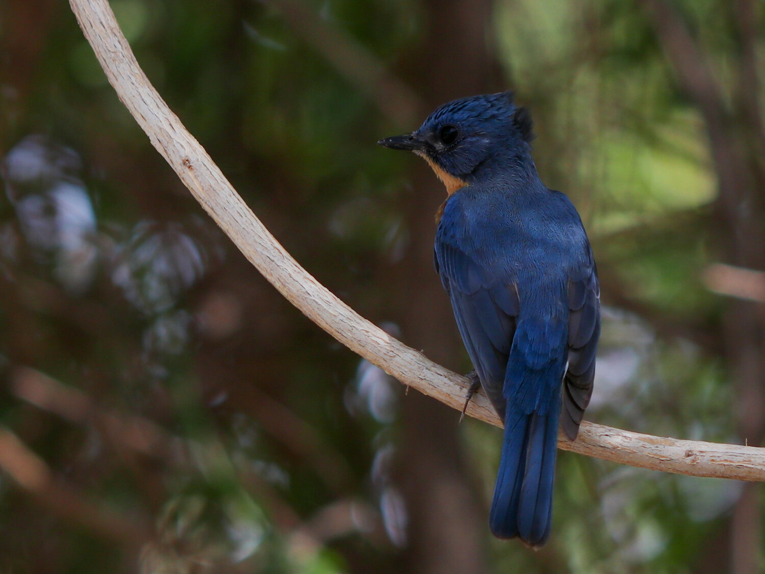 Blue-throated Blue Flycatcher