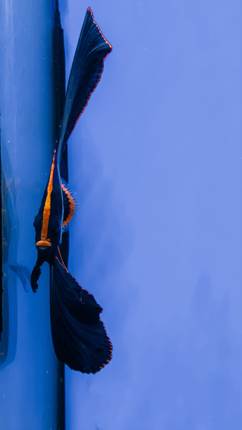 Photo #14159430