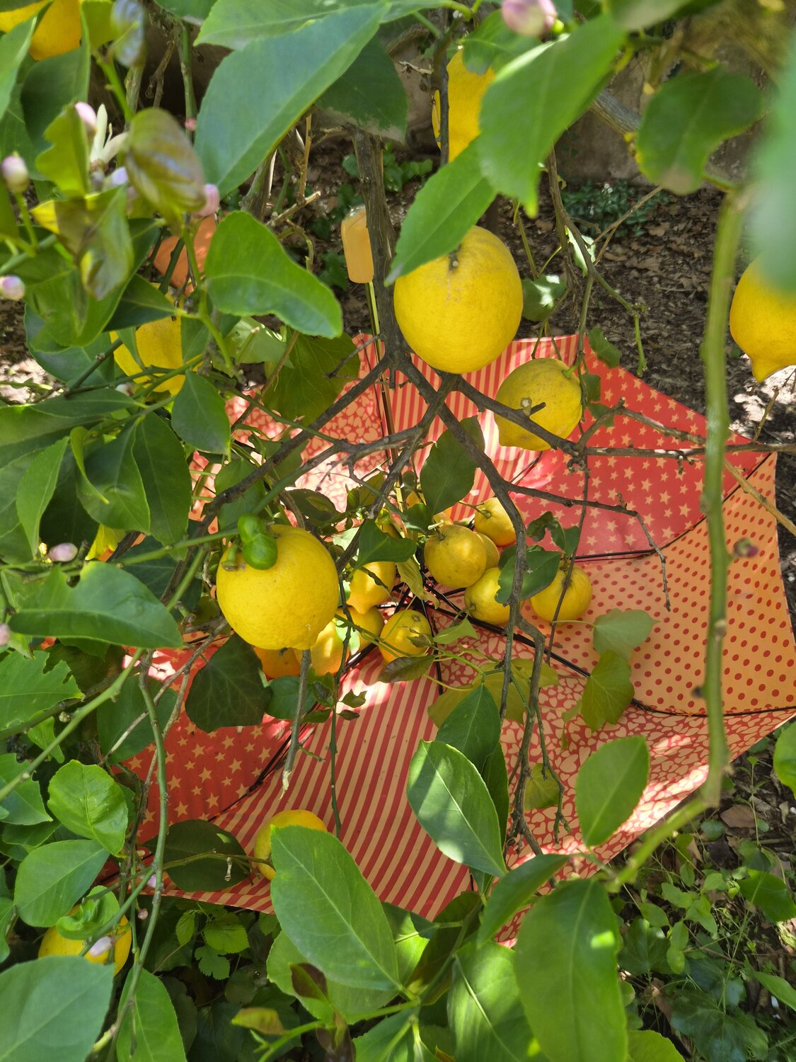 PARAGUAS COLGADO DE LIMONERO PARA RECOGER LIMONES.