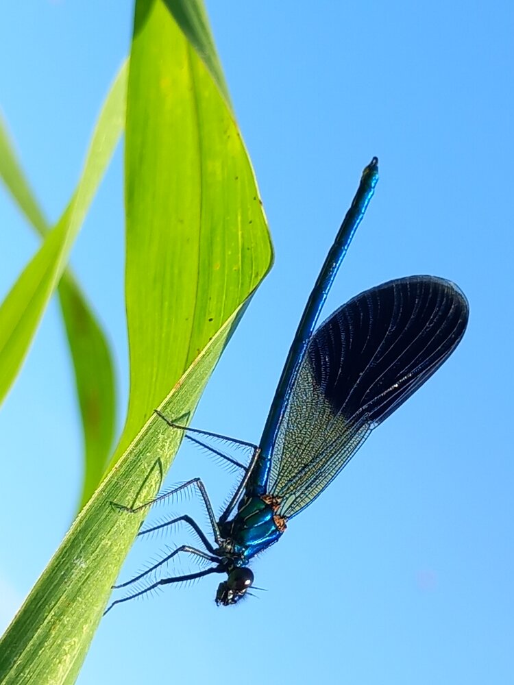 The Electric Sapphire of Nature