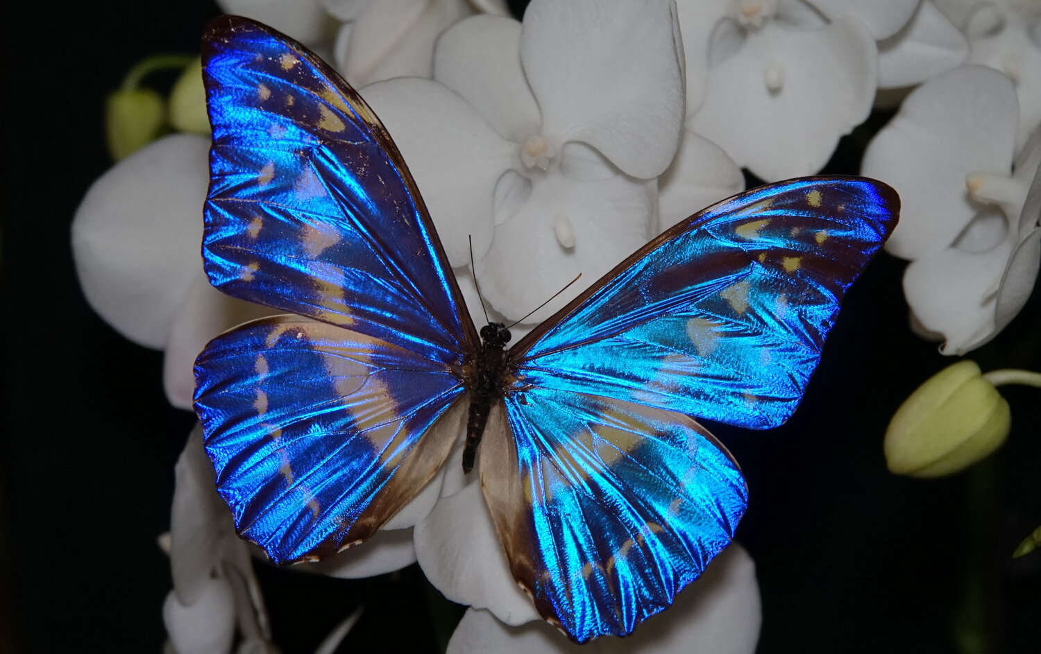 Photo #14161617