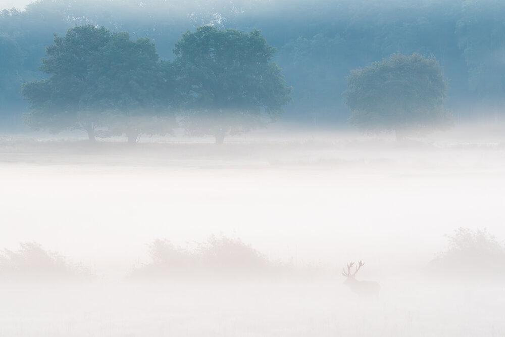 Autumn fog
