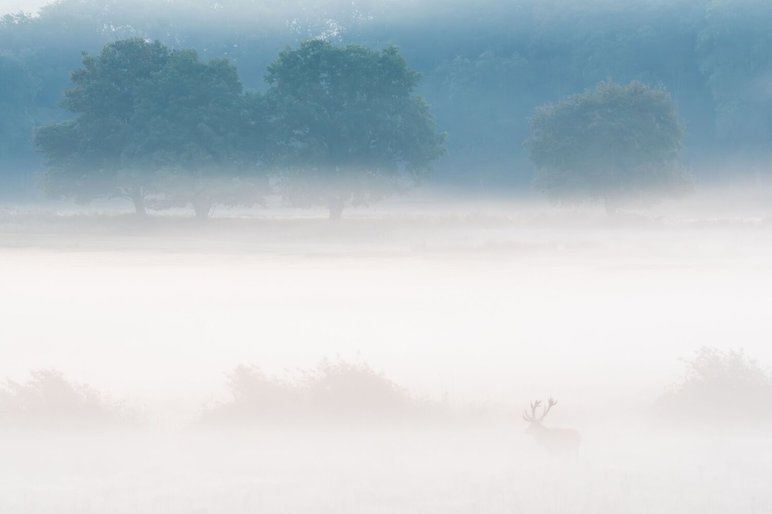 Autumn fog