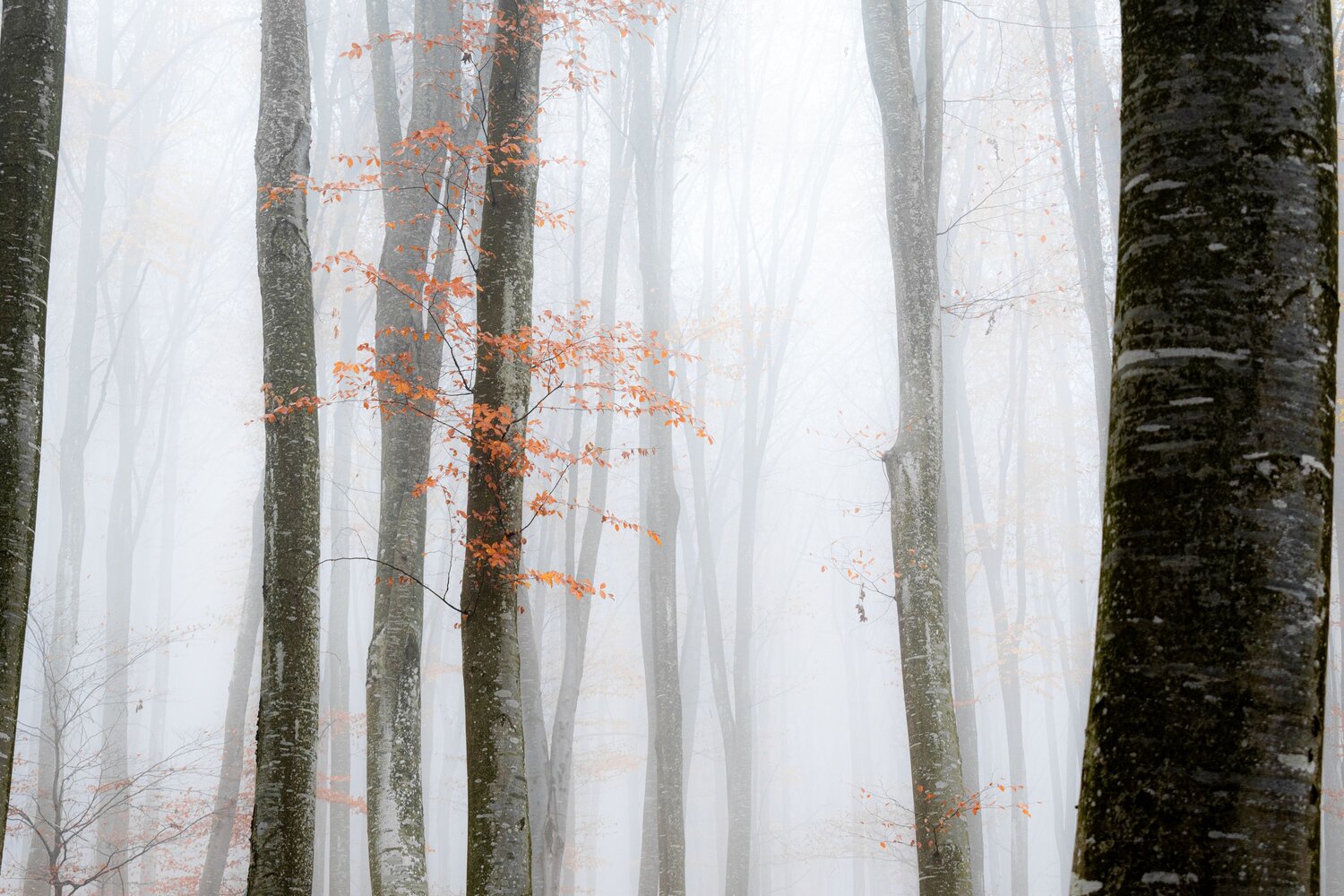 Photo #14163695