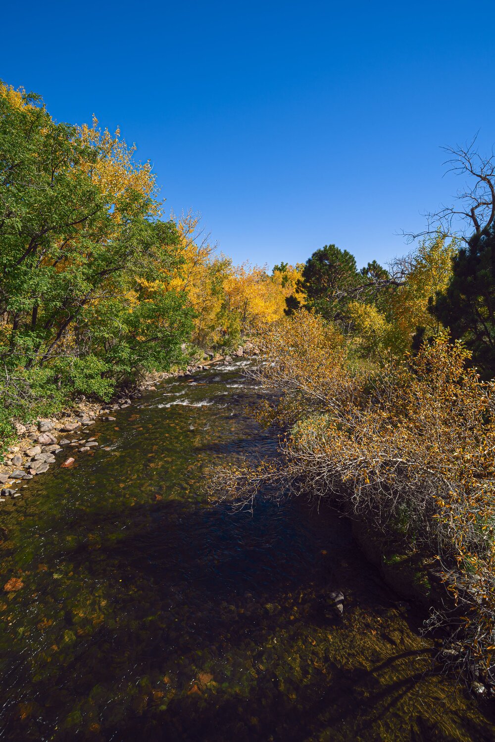 Golden Waters of the Autumn Canyon