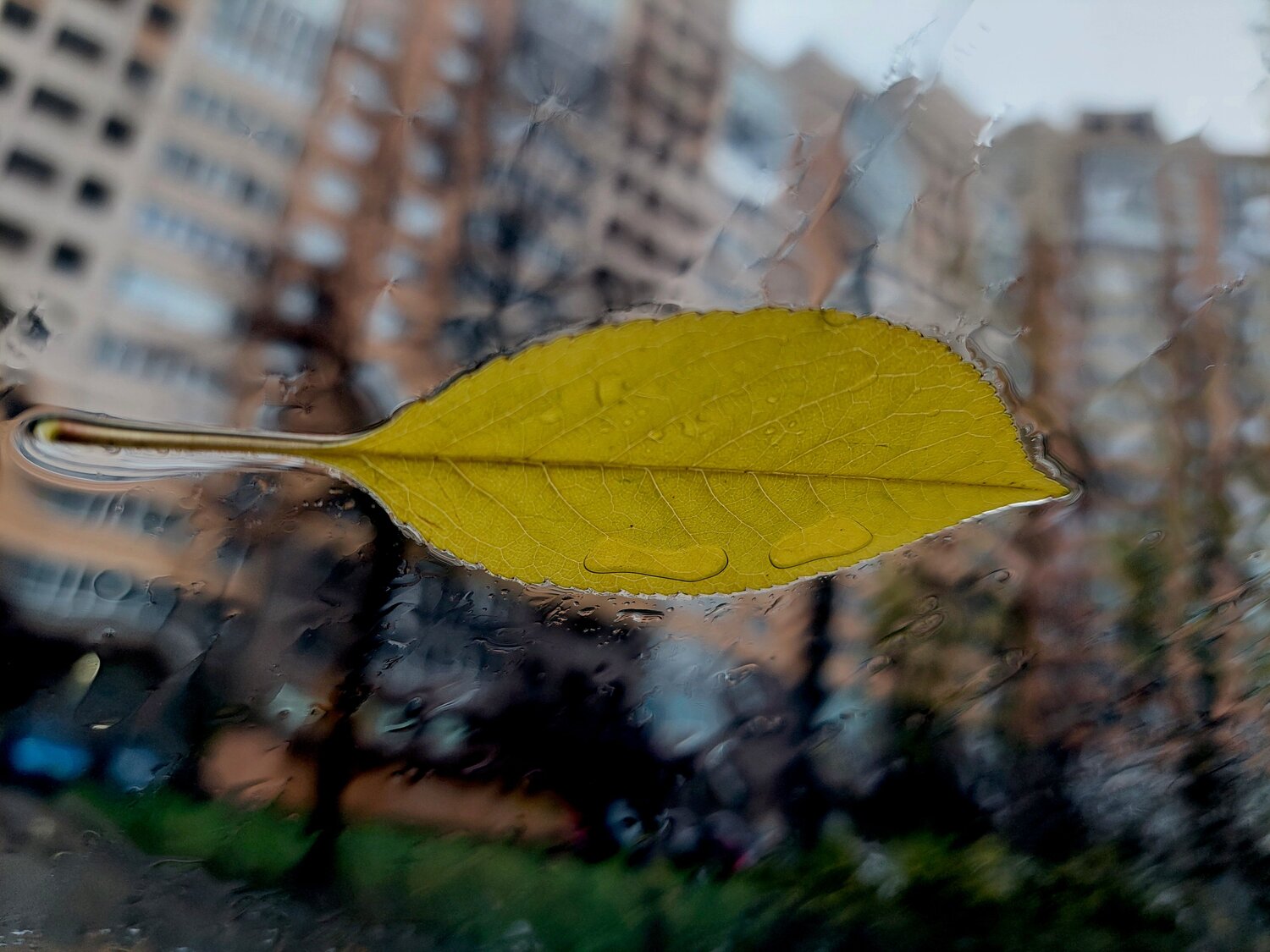 Photo #14165268