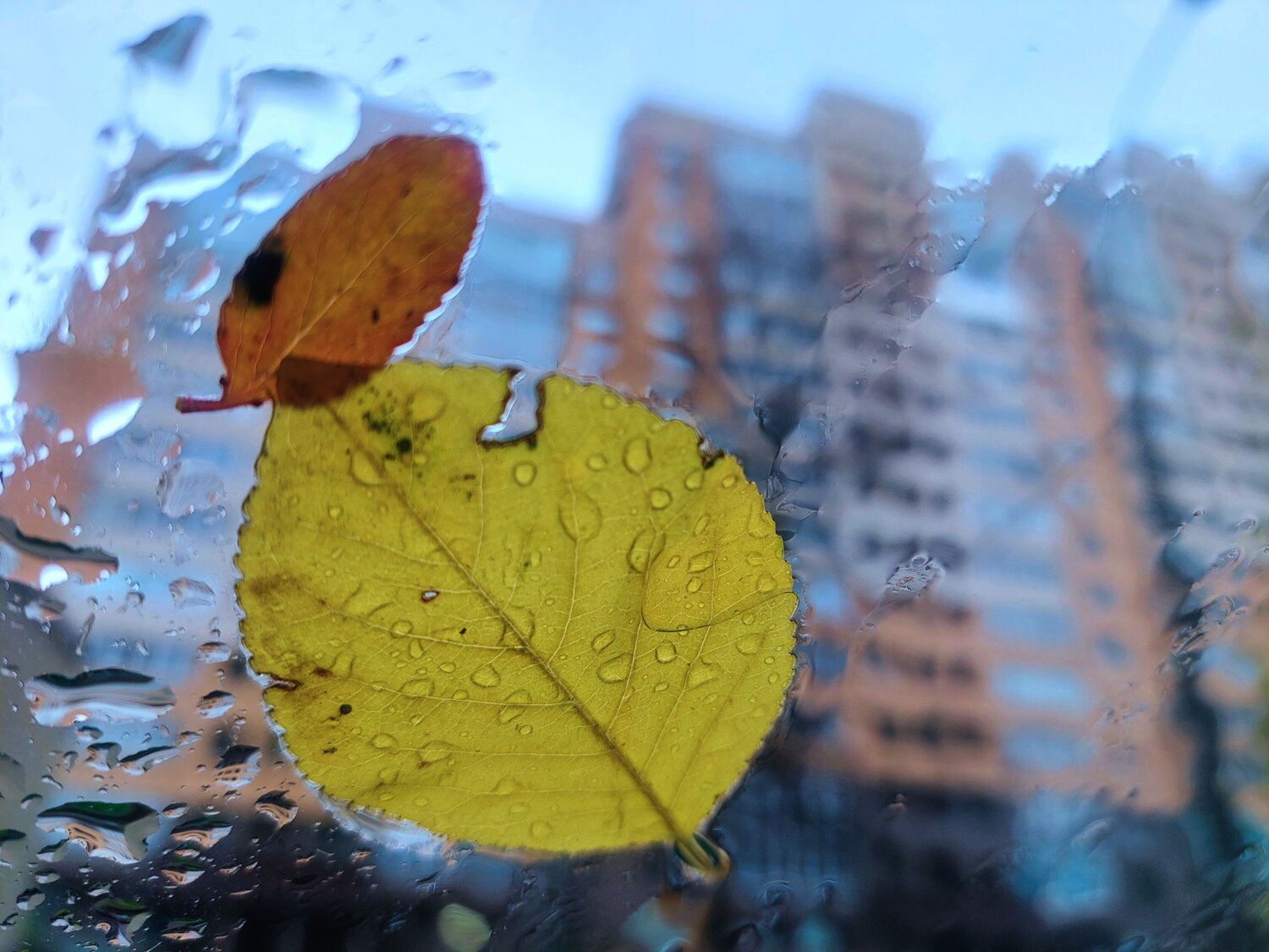 Photo #14165269