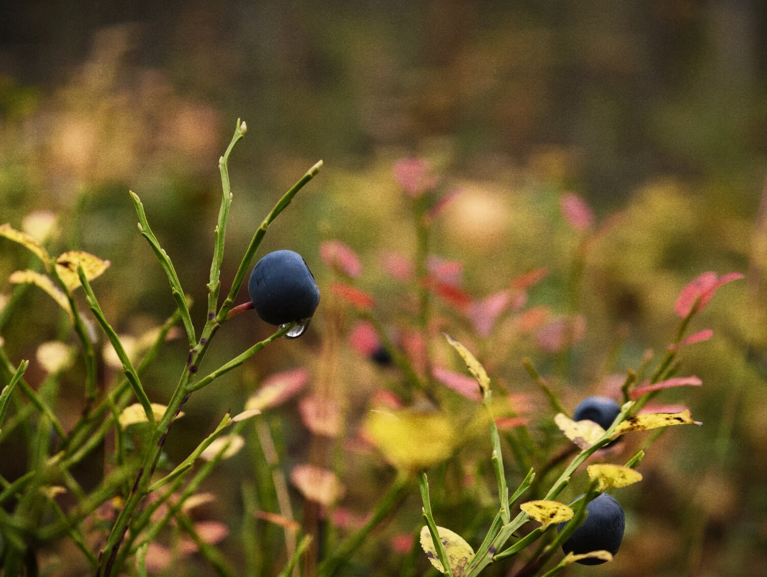 Photo #14165271