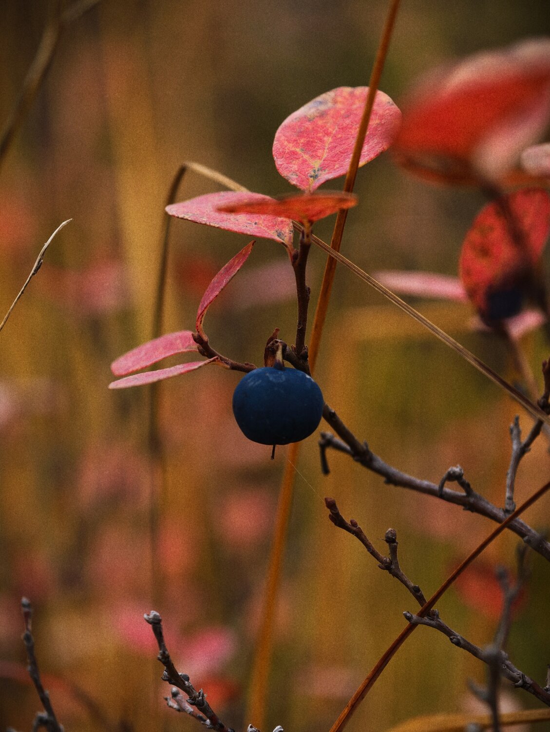 Photo #14165306