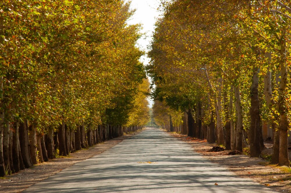 Road endless