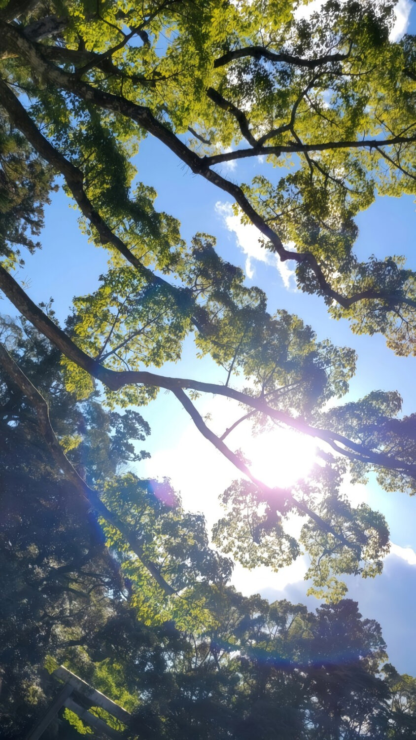 Where the Sun Is Held