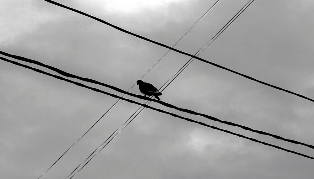 Photo #14166383