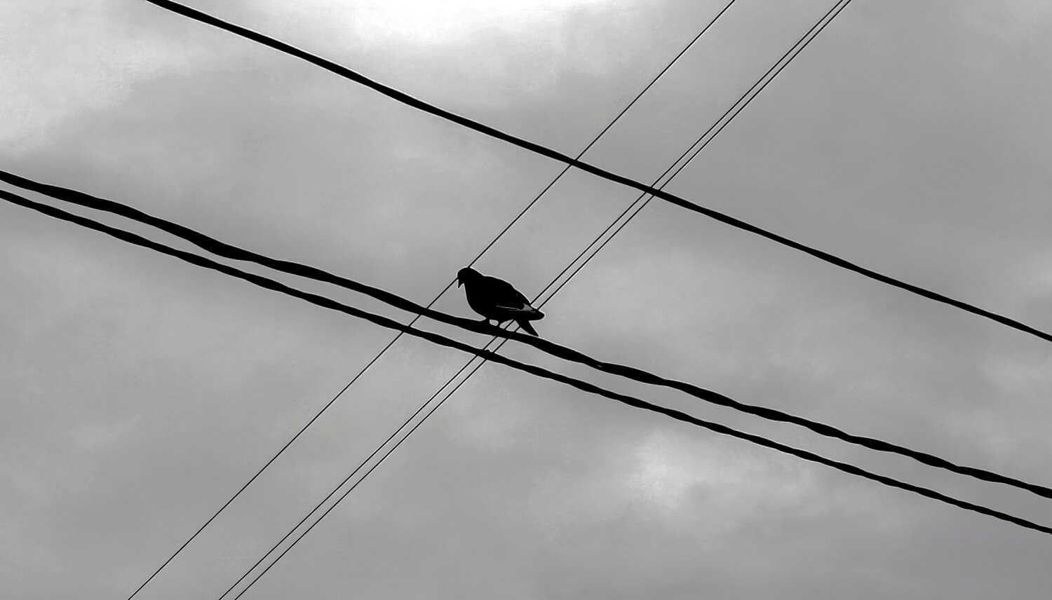 Photo #14166383