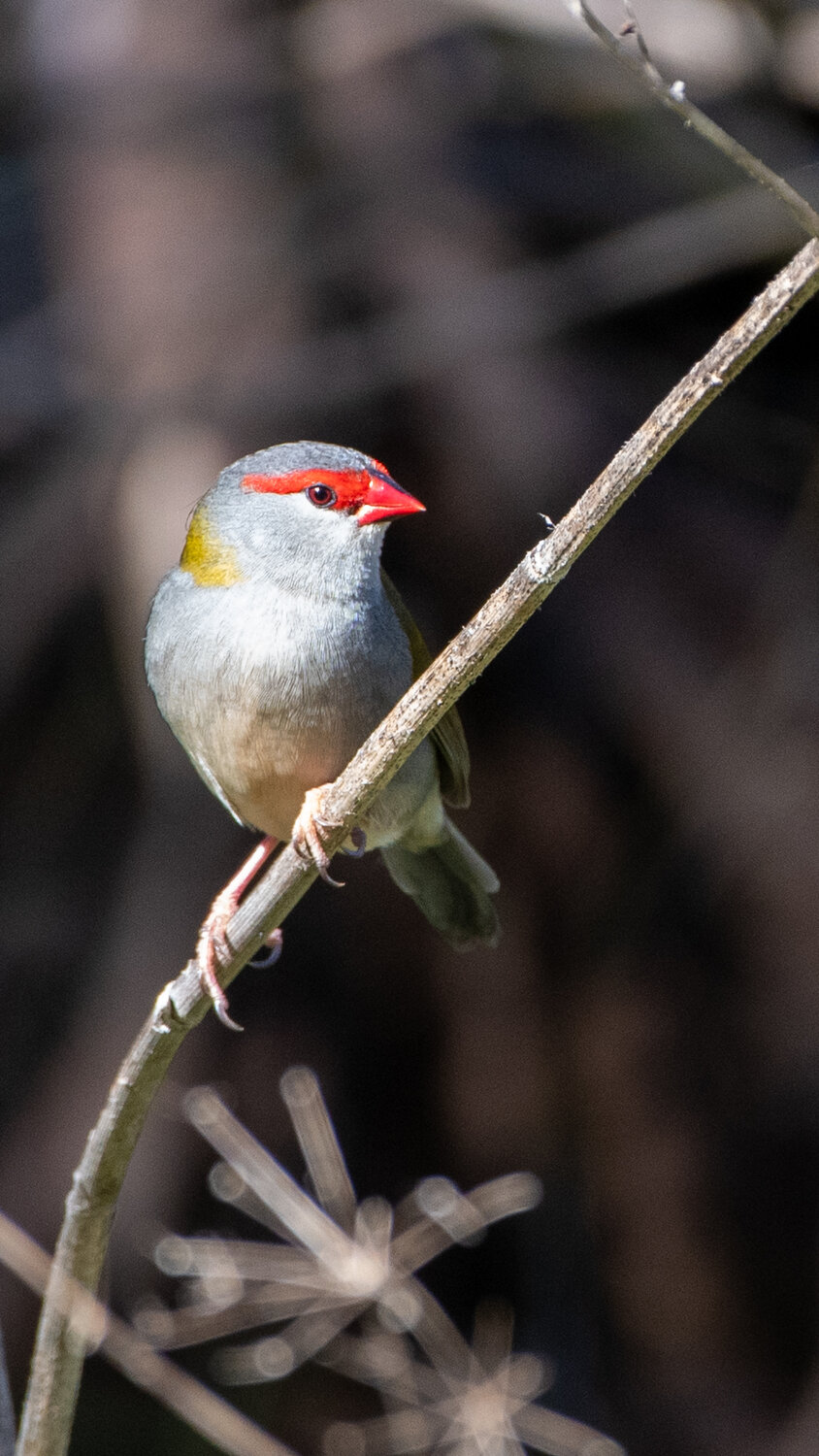 Red browed finch