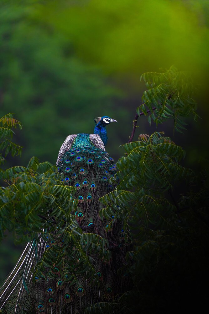 Indian peafowl