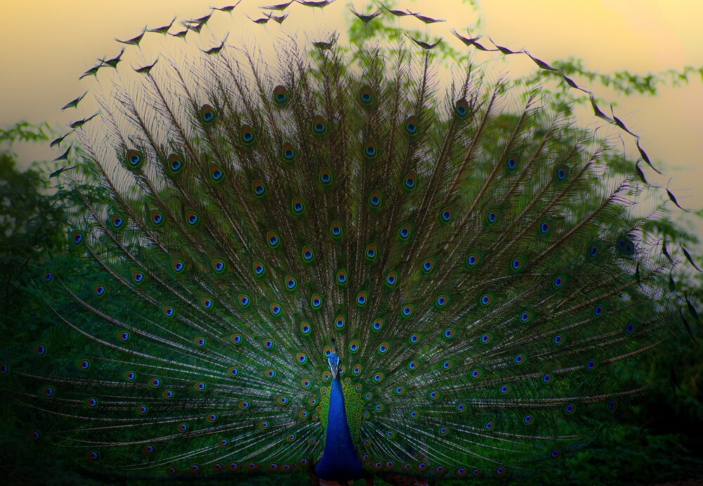 Indian peafowl
